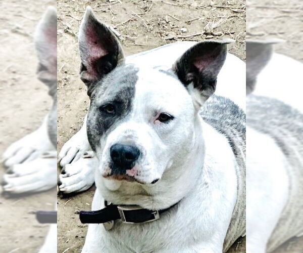 Medium Photo #1 Staffordshire Bull Terrier-Unknown Mix Puppy For Sale in Claremore, OK, USA