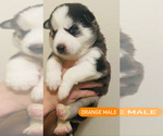 Small Photo #12 Siberian Husky Puppy For Sale in BAKERSFIELD, CA, USA