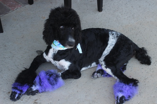 Medium Photo #1 Poodle (Standard) Puppy For Sale in GRANADA HILLS, CA, USA