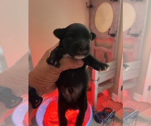 YorkiePoo Puppy for sale in WHITE OAK, GA, USA