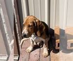 Small #1 Beagle