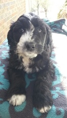 Aussiedoodle Puppy for sale in DOWELLTOWN, TN, USA