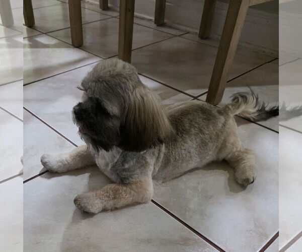 Medium Photo #3 Lhasa Apso Puppy For Sale in Tampa, FL, USA