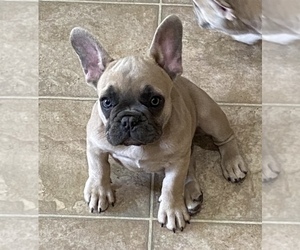 French Bulldog Puppy for sale in LAS VEGAS, NV, USA