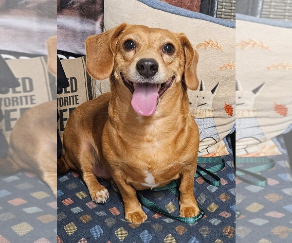 Medium Photo #4 Dachshund-Unknown Mix Puppy For Sale in Ellijay, GA, USA