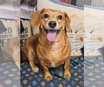 Small #3 Dachshund Mix