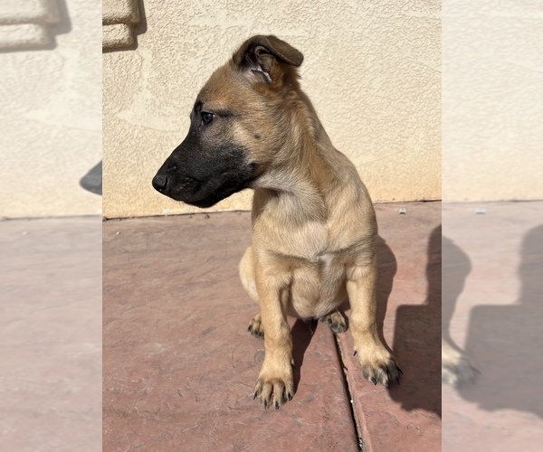 Medium Photo #11 Belgian Malinois Puppy For Sale in SAINT GEORGE, UT, USA