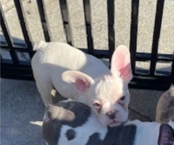 Medium Photo #5 French Bulldog Puppy For Sale in ANTIOCH, CA, USA