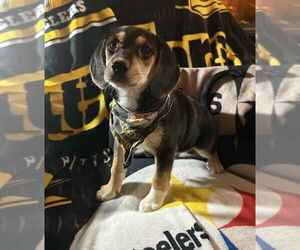 Beagle-Unknown Mix Dogs for adoption in Springdale, PA, USA