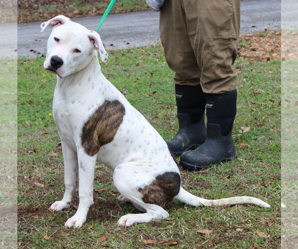 Medium Photo #3 American Bulldog-Unknown Mix Puppy For Sale in Prattville, AL, USA