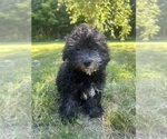 Small #24 Poodle (Miniature)