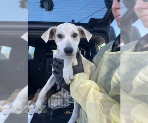 Labrador Retriever Dogs for adoption in Stockton, CA, USA