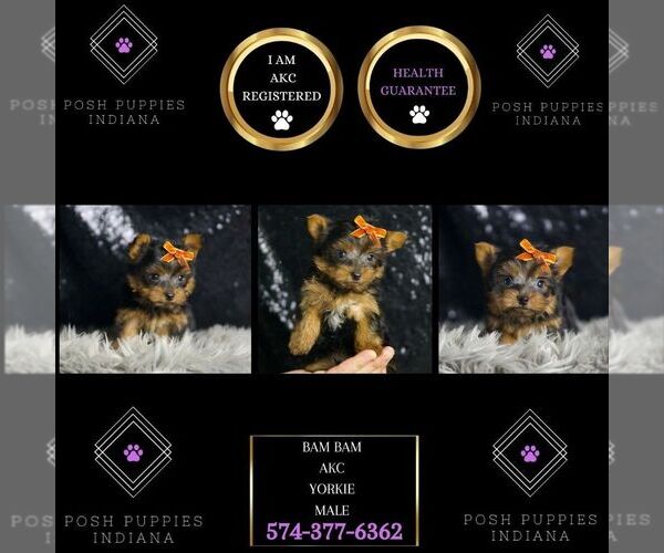 Medium Photo #8 Yorkshire Terrier Puppy For Sale in WARSAW, IN, USA