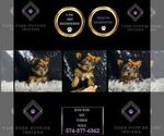 Small #7 Yorkshire Terrier
