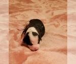 Small Photo #28 American Bulldog Puppy For Sale in MARYVILLE, MO, USA