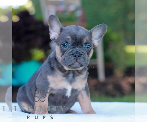 Medium Photo #3 French Bulldog Puppy For Sale in LITITZ, PA, USA