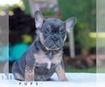 Small #2 French Bulldog
