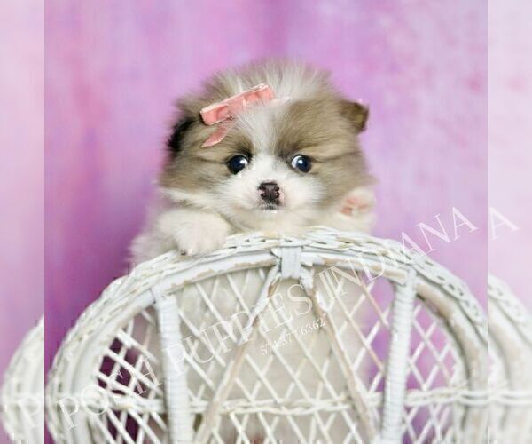 Medium Photo #4 Pomeranian Puppy For Sale in WARSAW, IN, USA