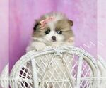 Small #3 Pomeranian