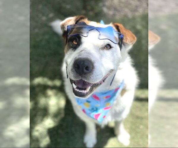 Medium Photo #8 Boxer-Siberian Husky Mix Puppy For Sale in Ventura, CA, USA