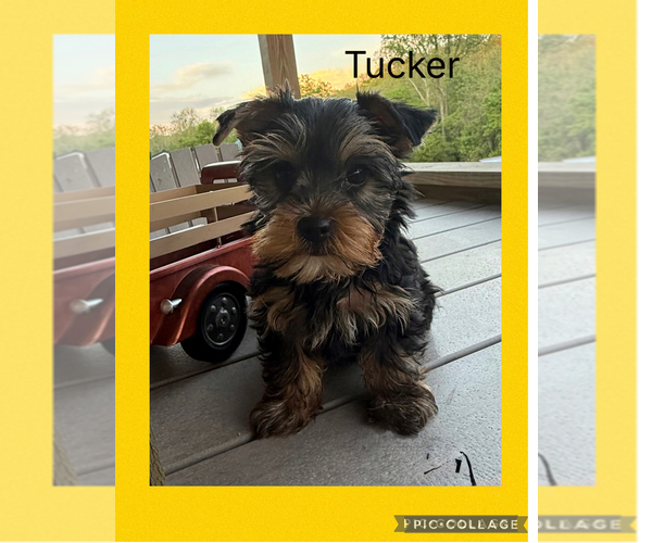 Medium Photo #1 Yorkshire Terrier Puppy For Sale in BENNINGTON, IN, USA