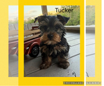 Puppy Puppy 3Tucker Yorkshire Terrier