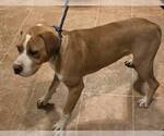 Small #12 Boxer Mix
