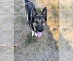 Small Photo #1 German Shepherd Dog Puppy For Sale in SPRINGFIELD, IL, USA