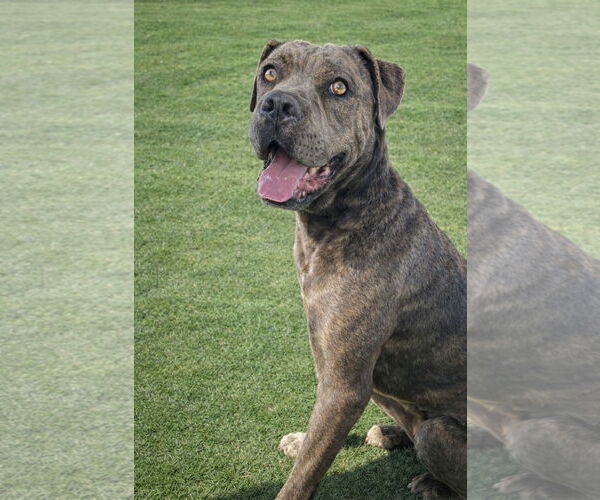 Medium Photo #4 Mutt Puppy For Sale in La Verne, CA, USA