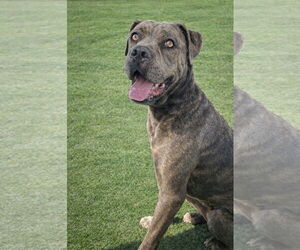 Freesia - Female Mutt Dog for Adoption - Photo #4