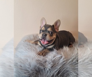 French Bulldog Puppy for sale in INDIANAPOLIS, IN, USA