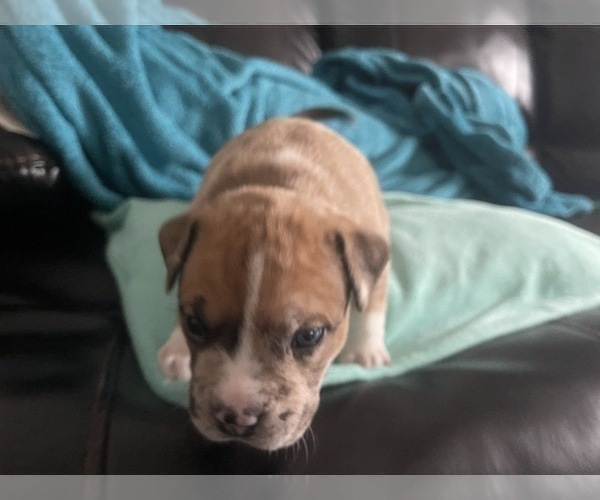 Medium Photo #174 American Bully Puppy For Sale in REESEVILLE, WI, USA