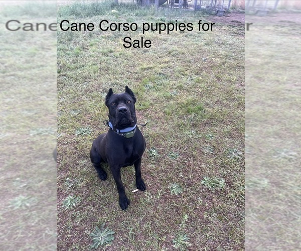 Medium Photo #6 Cane Corso Puppy For Sale in CROSS HILL, SC, USA