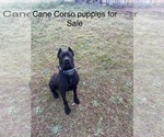 Small #5 Cane Corso