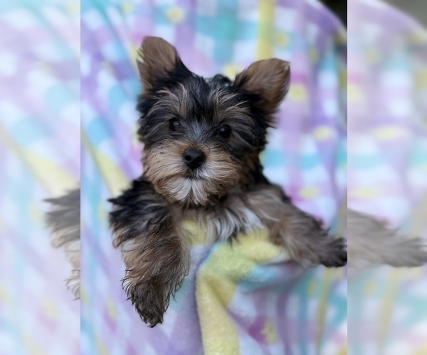Medium Photo #6 Yorkshire Terrier Puppy For Sale in ATLANTA, GA, USA