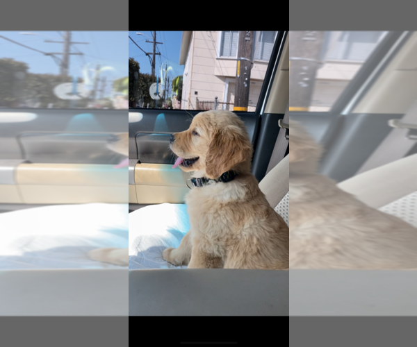 Medium Photo #1 Golden Retriever Puppy For Sale in SACRAMENTO, CA, USA