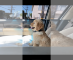 Small Photo #1 Golden Retriever Puppy For Sale in SACRAMENTO, CA, USA