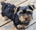 Small #12 Yorkshire Terrier