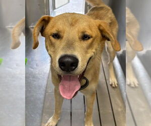 Huskies -Labrador Retriever Mix Dogs for adoption in Rustburg, VA, USA