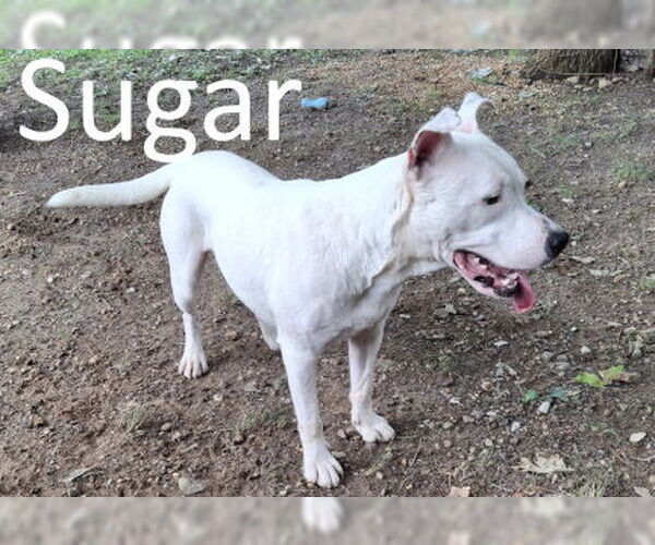Medium Photo #1 American Pit Bull Terrier-Staffordshire Bull Terrier Mix Puppy For Sale in Mountain View, AR, USA