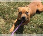 Small Photo #3 Mutt Puppy For Sale in Tulsa, OK, USA