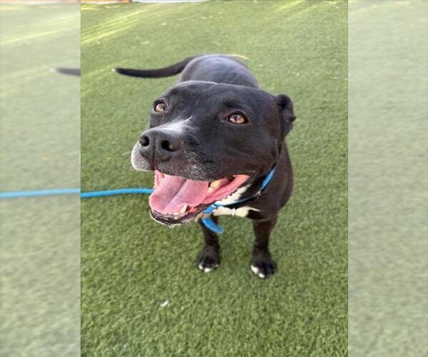Medium Photo #1 Staffordshire Bull Terrier-Unknown Mix Puppy For Sale in Las Vegas, NV, USA