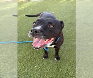 Staffordshire Bull Terrier-Unknown Mix Dogs for adoption in Las Vegas, NV, USA