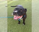 Small Staffordshire Bull Terrier Mix