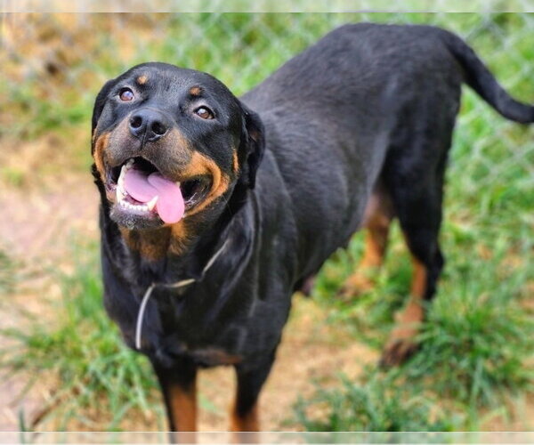 Medium Photo #4 Rottweiler-Unknown Mix Puppy For Sale in Lakewood, CO, USA