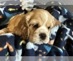 Small #3 Cocker Spaniel