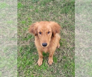 Golden Retriever Puppy for sale in FULSHEAR, TX, USA