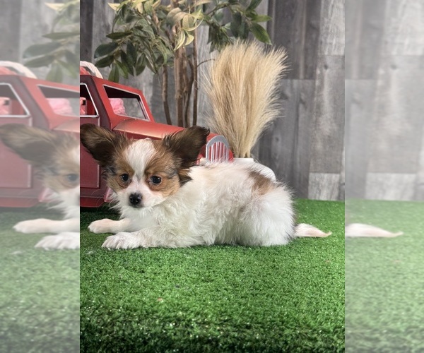 Medium Photo #4 Papillon Puppy For Sale in CANOGA, NY, USA