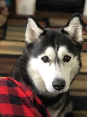 Mother of the Siberian Husky puppies born on 01/25/2019