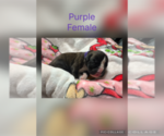 Puppy Purple Boxer